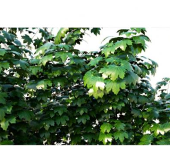 枫树图片草图SU模型下载_sketchup草图大师SKP模型