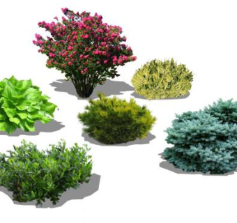 小灌木类植物合集SU模型下载_sketchup草图大师SKP模型