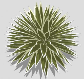 长叶属灌木植物SU模型下载_sketchup草图大师SKP模型