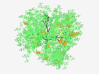 长<em>果实</em>的橙树SU模型下载_sketchup草图大师SKP模型