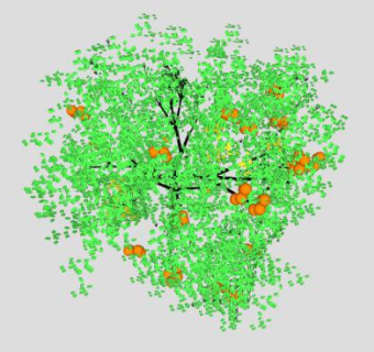 长果实的橙树SU模型下载_sketchup草图大师SKP模型