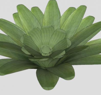 观叶植物属SU模型下载_sketchup草图大师SKP模型