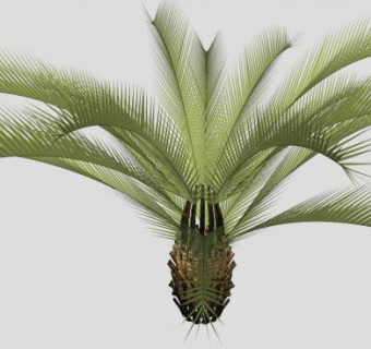棕榈科观赏植物SU模型下载_sketchup草图大师SKP模型
