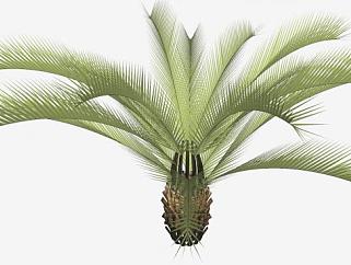 棕榈科观赏植物SU模型下载_sketchup草图大师SKP模型