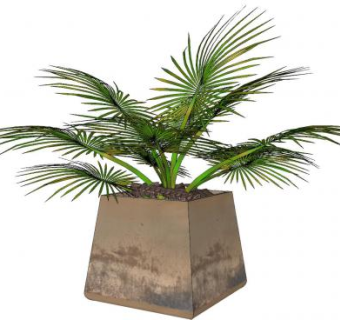 户外棕榈树盆栽SU模型下载_sketchup草图大师SKP模型