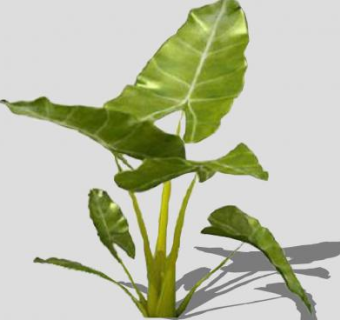 2D观叶植物SU模型下载_sketchup草图大师SKP模型