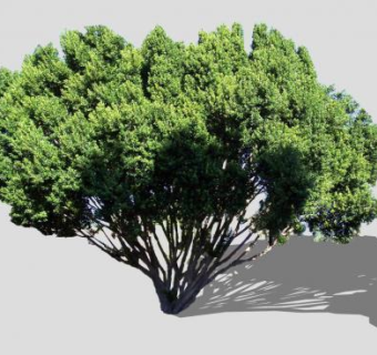 2D无花果树SU模型下载_sketchup草图大师SKP模型