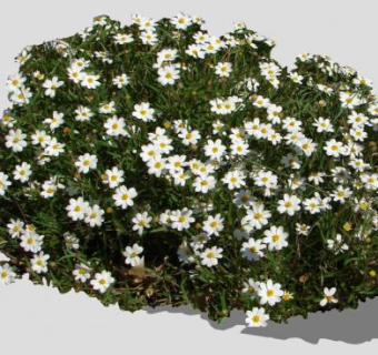 2D黑脚雏菊灌木SU模型下载_sketchup草图大师SKP模型