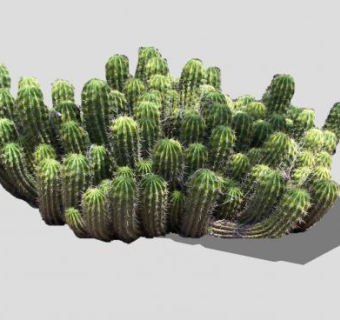 仙人掌2D植物SU模型下载_sketchup草图大师SKP模型