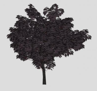 枫叶紫叶植物SU模型下载_sketchup草图大师SKP模型