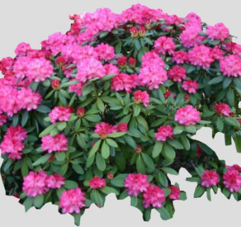 杜鹃花灌木SU模型下载_sketchup草图大师SKP模型