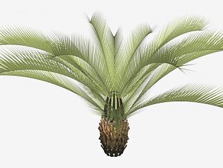 棕榈科植物SU模型下载_sketchup草图大师SKP模型