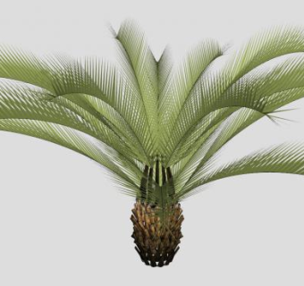 棕榈科植物SU模型下载_sketchup草图大师SKP模型
