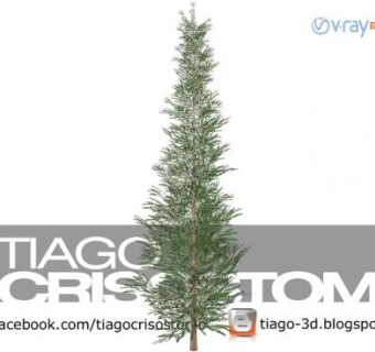 松科树木植物SU模型下载_sketchup草图大师SKP模型