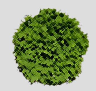 黄杨常绿灌木植物SU模型下载_sketchup草图大师SKP模型