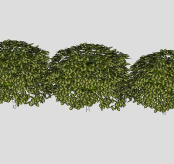 三株绿叶灌木植物SU模型下载_sketchup草图大师SKP模型