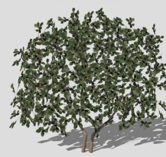 印第安霍桑灌木SU模型下载_sketchup草图大师SKP模型