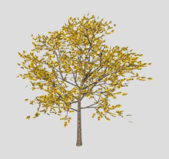 黄花乔木植物SU模型下载_sketchup草图大师SKP模型