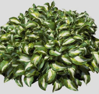 2D观叶灌木丛SU模型下载_sketchup草图大师SKP模型