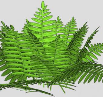 鸵鸟蕨类植物SU模型下载_sketchup草图大师SKP模型