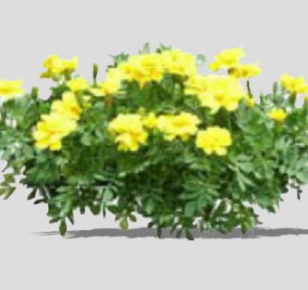 黄色花卉灌木花丛SU模型下载_sketchup草图大师SKP模型