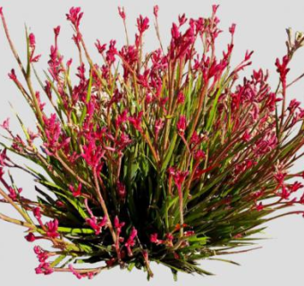 澳洲本土植物SU模型下载_sketchup草图大师SKP模型