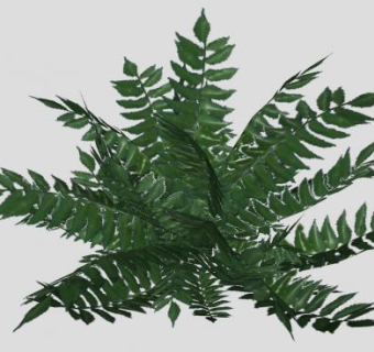 常绿绿叶灌木SU模型下载_sketchup草图大师SKP模型