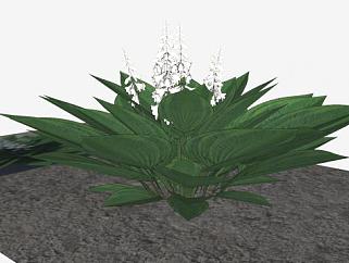 白色花卉灌木植物SU模型下载_sketchup草图大师SKP模型