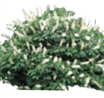 七叶树灌木SU模型下载_sketchup草图大师SKP模型