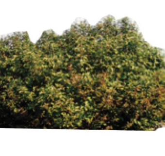 2D红茎山茱萸植物SU模型下载_sketchup草图大师SKP模型