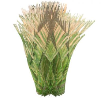 简易3D芦苇草植物SU模型下载_sketchup草图大师SKP模型