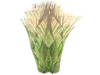 简易3D芦苇草植物SU模型下载_sketchup草图大师SKP模型