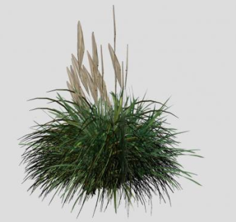 3D芦苇草植物SU模型下载_sketchup草图大师SKP模型