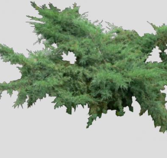 绿色植物属SU模型下载_sketchup草图大师SKP模型