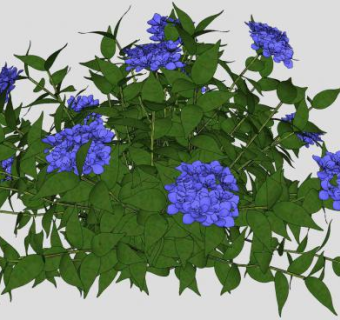 蓝色绣球花灌木植物SU模型下载_sketchup草图大师SKP模型