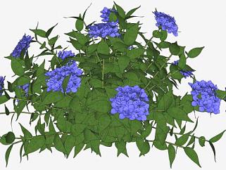 蓝色绣球花灌木植物SU模型下载_sketchup草图大师SKP模型