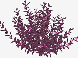 紫色叶子花卉灌木SU模型下载_sketchup草图大师SKP模型