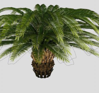 热带木本乔木植物SU模型下载_sketchup草图大师SKP模型