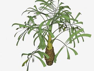 棕榈科乔木植物SU模型下载_sketchup草图大师SKP模型