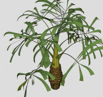 棕榈科乔木植物SU模型下载_sketchup草图大师SKP模型