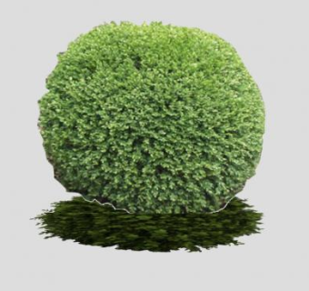 黄杨木灌木植物SU模型下载_sketchup草图大师SKP模型
