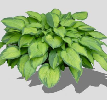 2D簪属草本植物SU模型下载_sketchup草图大师SKP模型