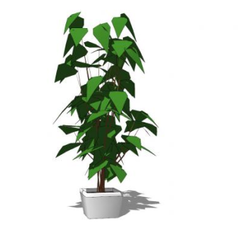 盆栽木本植物SU模型下载_sketchup草图大师SKP模型