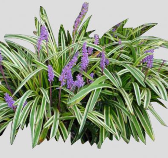 紫色观花灌木植物SU模型下载_sketchup草图大师SKP模型