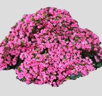 粉红色杜鹃花公灌木植物SU模型下载_sketchup草图大师SKP模型