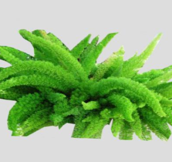 狐尾蕨类植物SU模型下载_sketchup草图大师SKP模型