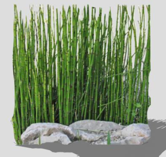 木贼属植物SU模型下载_sketchup草图大师SKP模型