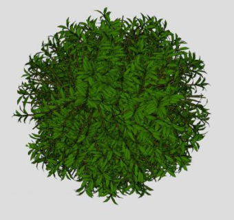 球型观叶灌木SU模型下载_sketchup草图大师SKP模型