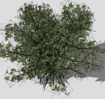 植物灌木SU模型下载_sketchup草图大师SKP模型