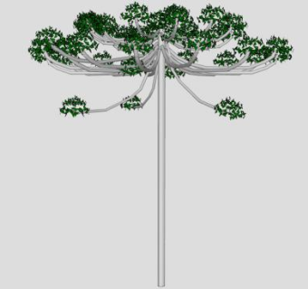 南洋杉乔木植物SU模型下载_sketchup草图大师SKP模型